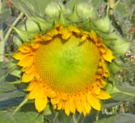 Sonnenblume3.jpg