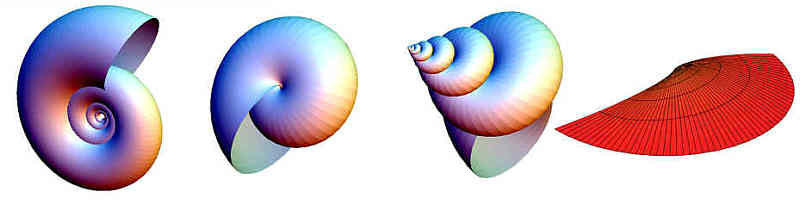 Mollusca1.jpg