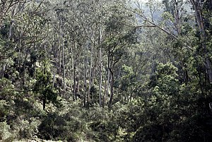 Australian bush02.jpg
