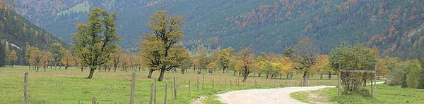 Großer Ahornboden bei Eng - Bergahornwald.jpg