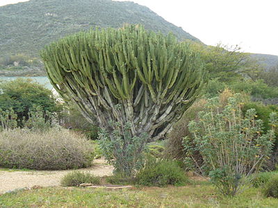 Euphorbia ingens.JPG