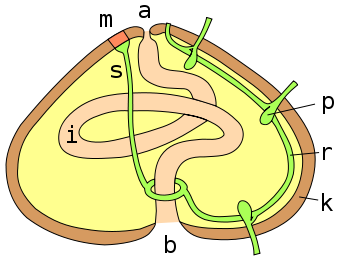 Datei:Echinoidea anatomie.svg