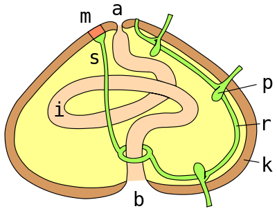 Echinoidea anatomie.svg
