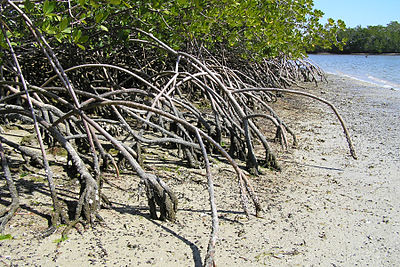Everglades Nat'l Park Mangrove.jpg