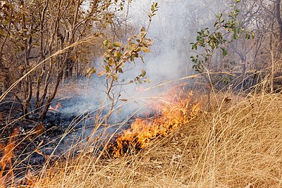 Gambian bushfire.jpg