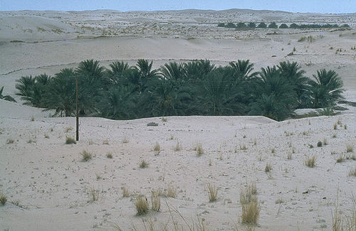 Oase bei El Oued